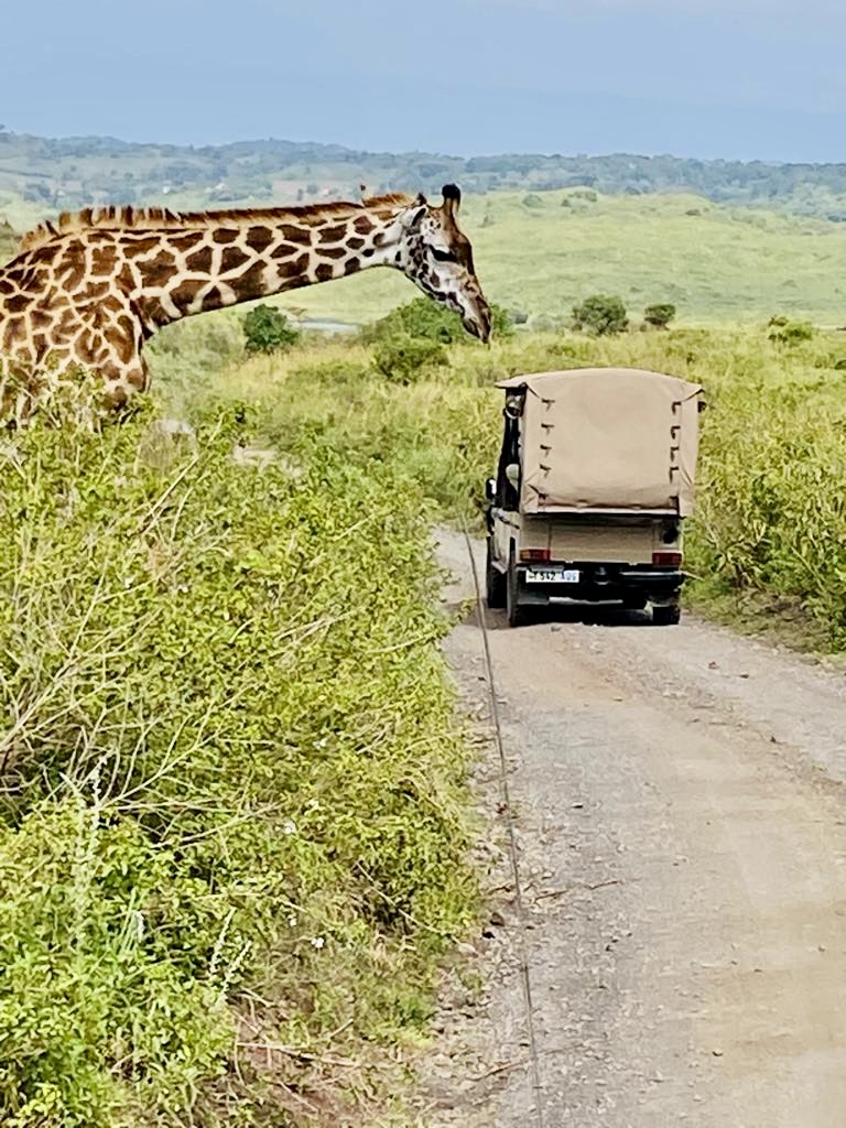 A giraffe beside a safari vehicle on a dirt road in Tanzania